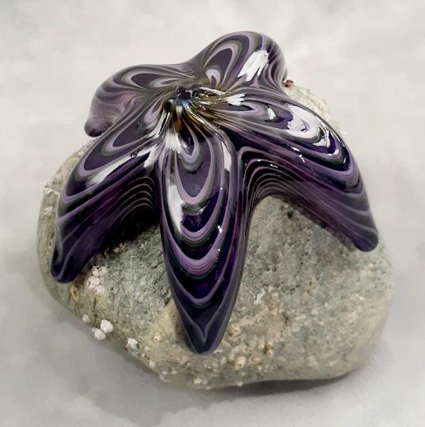 #09162508 Starfish on rock Purple 4.5''HX4.5''WX5''D $150.00