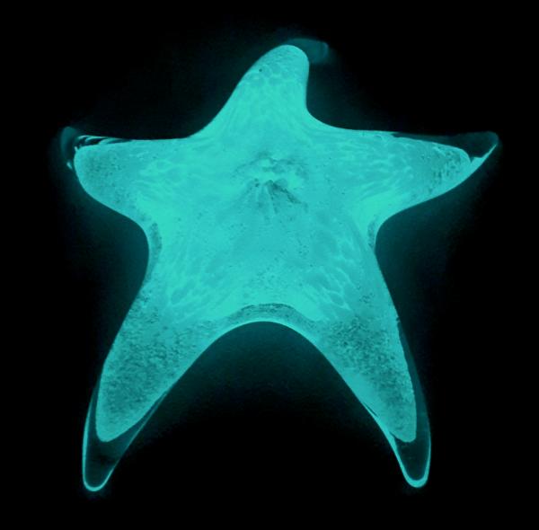 #10262643 Starfish Glow in the dark with wall hanger 6.5''W $100.00