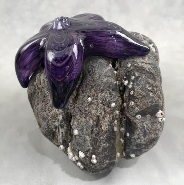 #23 #09162506 Starfish on rock Purple 4.75''HX6''WX5.5''D $150.00