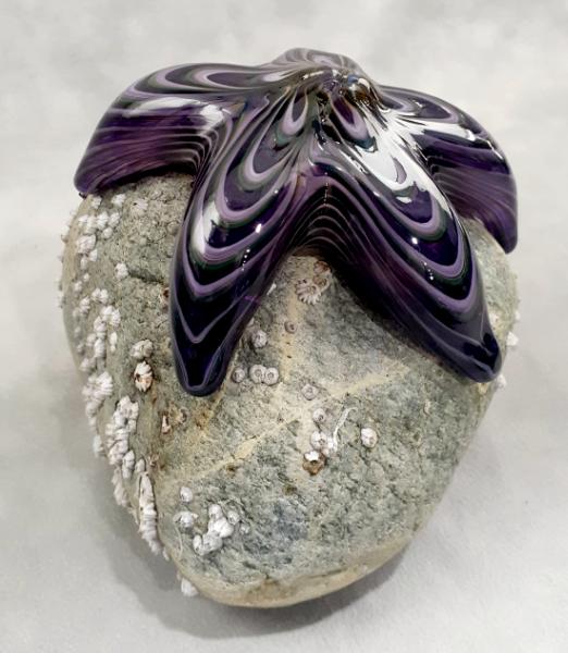 #09162508 Starfish on rock Purple 4.5''HX4.5''WX5''D $150.00