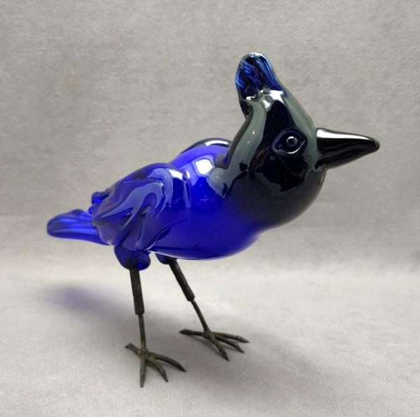 #08032203 steller's jay 7''Hx11''Lx3.5''W $300