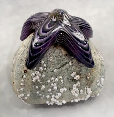 #09162508 Starfish on rock Purple 4.5''HX4.5''WX5''D $150.00