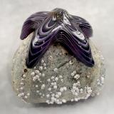 #20 #09162508 Starfish on rock Purple 4.5''HX4.5''WX5''D $150.00