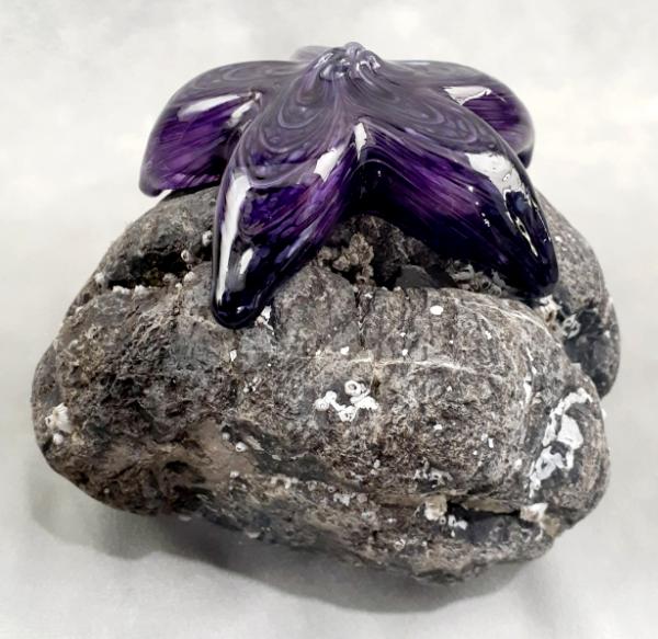 #09162506 Starfish on rock Purple 4.75''HX6''WX5.5''D $150.00