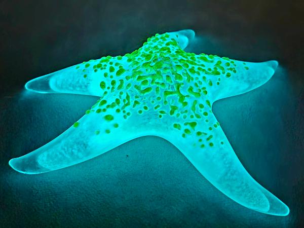 #03 #02252609 Starfish Glows in the dark 6.75'' W Iridised  $100.00