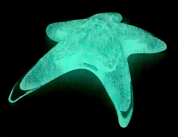 #10262643 Starfish Glow in the dark with wall hanger 6.5''W $100.00