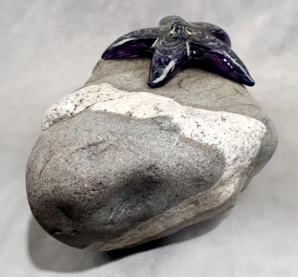 #09162509 Starfish on rock Purple 4.75''HX10.25''WX7.5''D $180.00