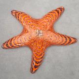 #03282212 starfish hanging or sit flat 6.5''Wx2''H $90