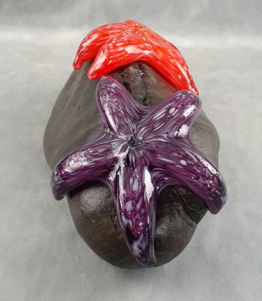 #25 #08302401 Starfish on rock 4''HX10.25WX6.5''D $275.00