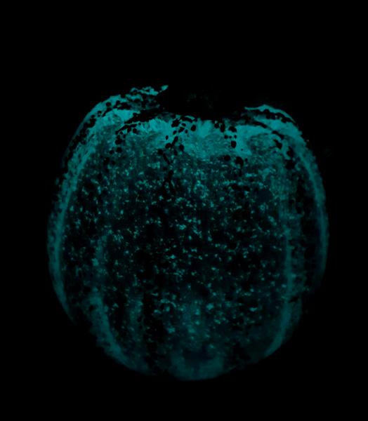 #10242512 Pumpkin Med Glow in dark 4'' to 5'' $65.00