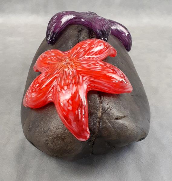 #25 #08302401 Starfish on rock 4''HX10.25WX6.5''D $275.00