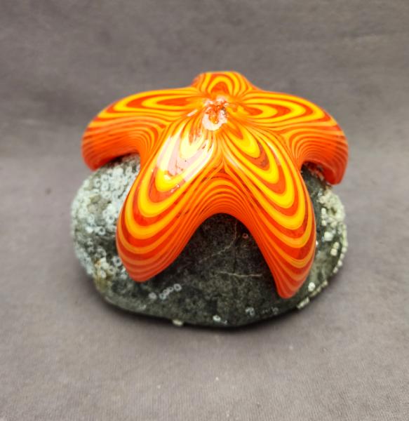 #07282307 starfish on rock 5''Hx6''Wx4.5''D $150