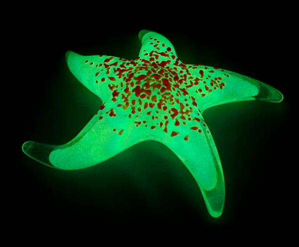 #10192608 Starfish Orange Glows in Dark 6.25'' Iridized $100.00